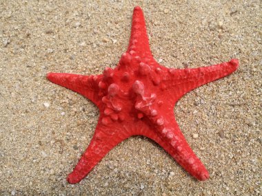 kum üzerinde kırmızı deniz kıyısı