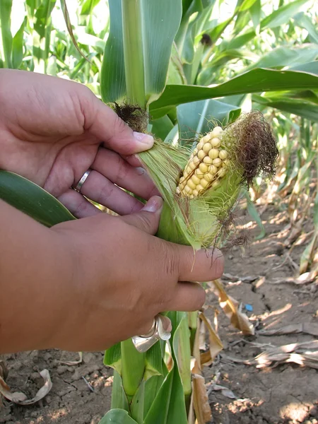 Manos y campo de maíz — Foto de Stock