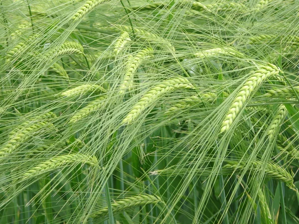 Green wheat field — Stock Photo, Image