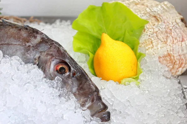 Frozen fish — Stock Photo, Image