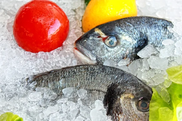 Ryby zamrożone — Zdjęcie stockowe