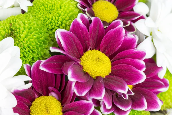 Flowers — Stock Photo, Image