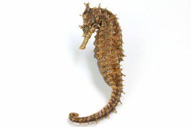 Yönetici