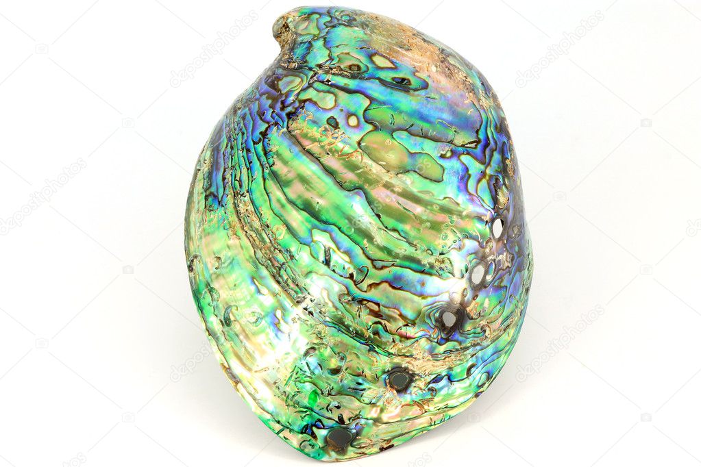 Haliotis shell