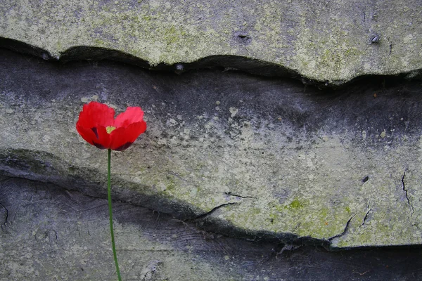 Flor vermelha — Fotografia de Stock