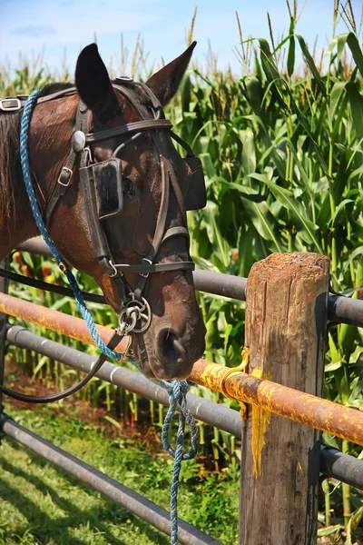 Amish häst — Stockfoto