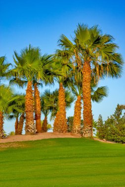 Yeşil tarlada palmiye ağacı