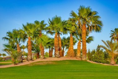 Yeşil tarlada palmiye ağacı