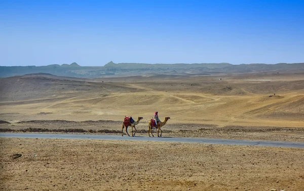 Camello Desierto Seco Egipto — Foto de Stock