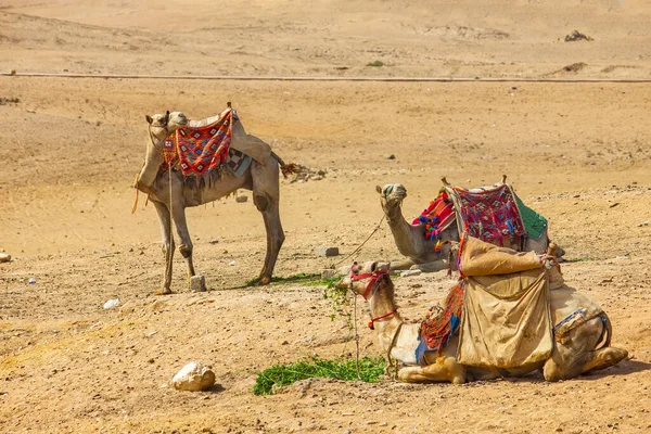 Cammello Nel Deserto Secco Egitto — Foto Stock