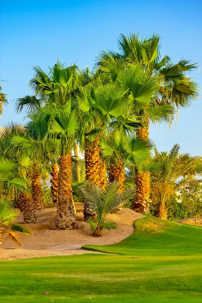 Пальма Зеленом Поле — стоковое фото
