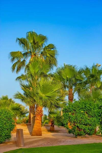 Palmeira Campo Verde — Fotografia de Stock