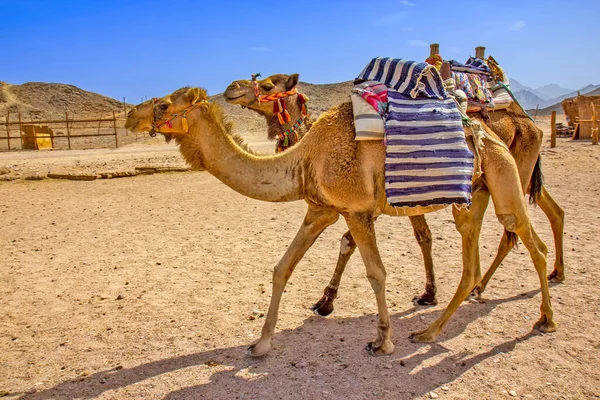 Верблюд Пустелі — стокове фото