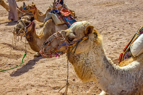 砂漠のラクダは — ストック写真