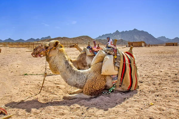 Cammello Nel Deserto — Foto Stock