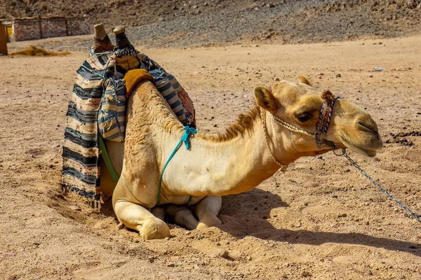 Cammello Nel Deserto — Foto Stock