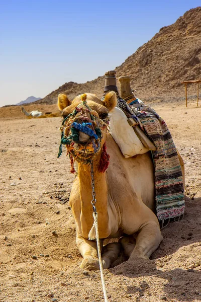 Cammello Nel Deserto — Foto Stock