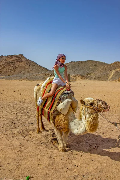 Chica Montando Camello Desierto Egipcio — Foto de Stock