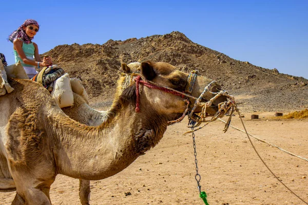 エジプトの砂漠でラクダに乗る女の子 — ストック写真