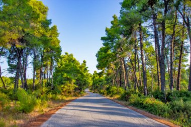 Yunan adasındaki ormanda yol