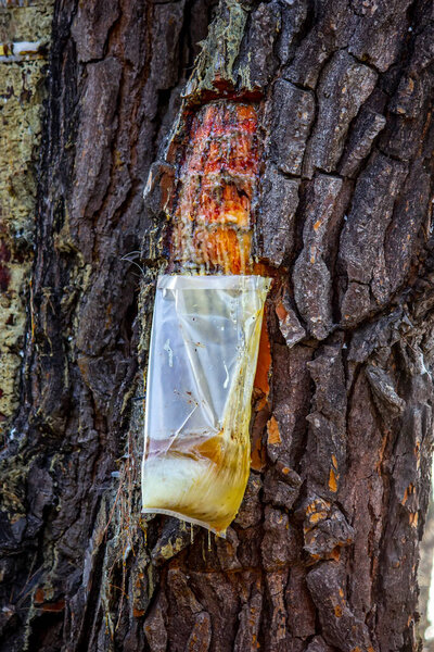 Resin extraction of pine tree, Greece