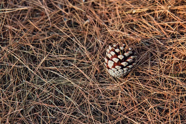 Pine Cone Ground Dry Coniferous Needles Greece — Stock Photo, Image