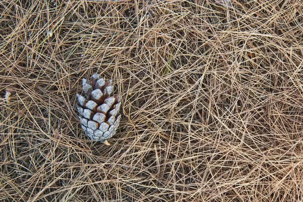 Cone Pinheiro Chão Com Agulhas Coníferas Secas Grécia — Fotografia de Stock