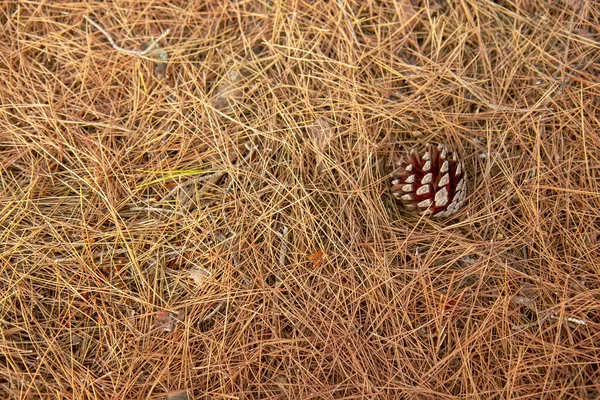 Cone Pinheiro Chão Com Agulhas Coníferas Secas Grécia — Fotografia de Stock