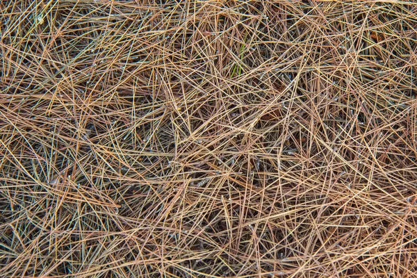 Aiguilles Conifères Sol Dans Forêt Grèce Images De Stock Libres De Droits