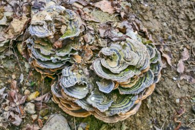 Türkiye kuyruk mantarı, ramet versicolor, ayrıca Coriolus versicolor olarak da bilinir.