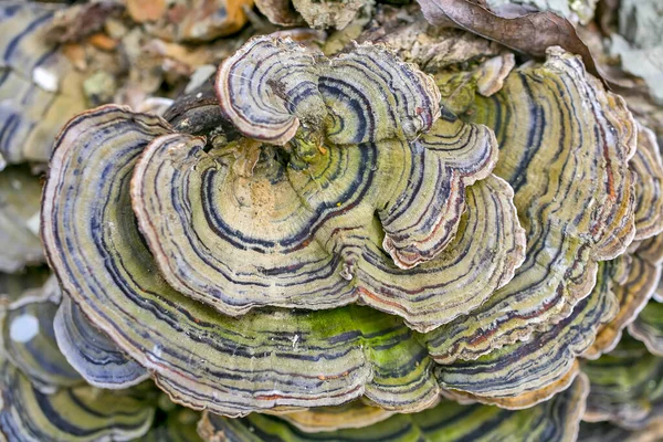 Turkey Tail Mushroom Rametes Versicolor Also Known Coriolus Versicolor — Stock Photo, Image