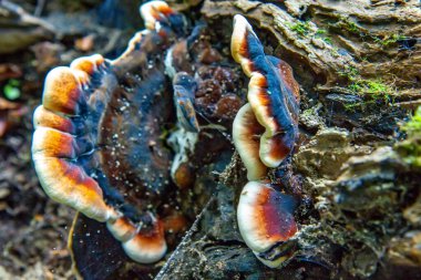 Inonotus radyasyon mantarı, ağaçta mantar