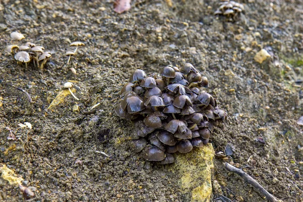 Mycena Stipata Fungus Fungo Nel Bosco — Foto Stock