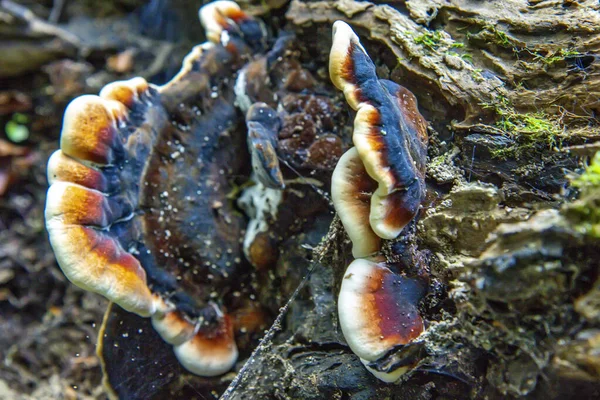 Inonotus Radiatus Fungus Mushroom Tree — стоковое фото