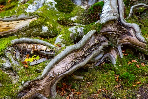 Big tree root in the forest in the autumn