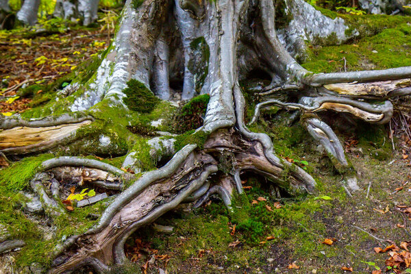 Big tree root in the forest in the autumn