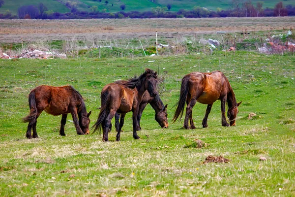 Wild Horses Green Meadow Summer Serbia — Stock Fotó