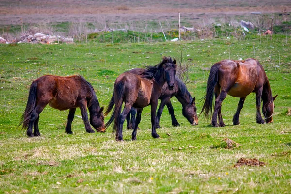 Wild Horses Green Meadow Summer Serbia — Photo