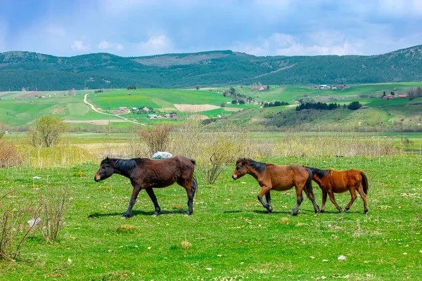 Wild Horses Green Meadow Summer Serbia — 图库照片