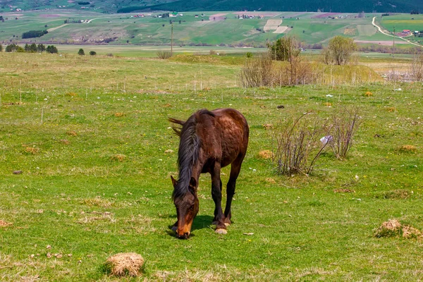 Wild Horses Green Meadow Summer Serbia — Stockfoto