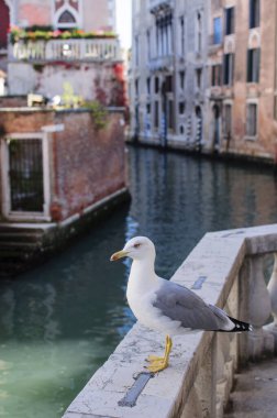 Venedik 'in eski güzel şehri