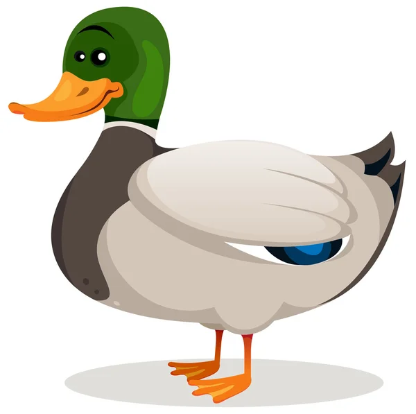 Cartoon Mallard Duck — Stockvector