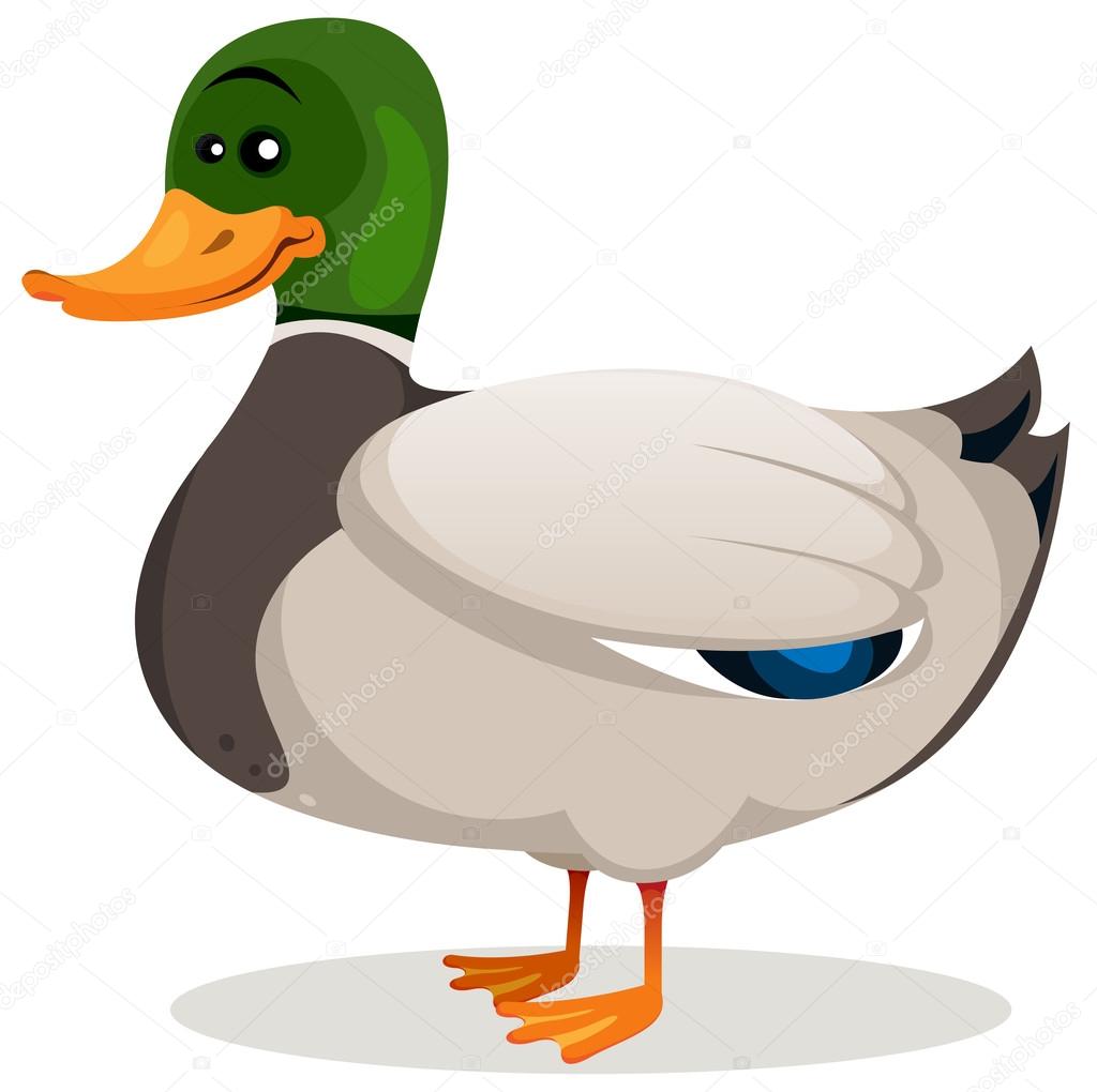 Cartoon Mallard Duck
