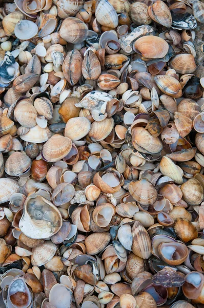 Conchas do mar fundo — Fotografia de Stock