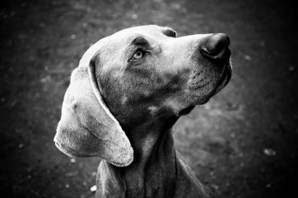 Weimarse staande hond hond Stockfoto