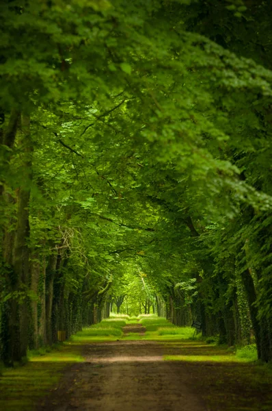 Natureza verde madeira fundos de luz solar. Imagens Royalty-Free