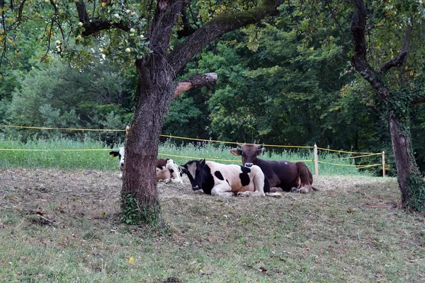 Kor som vilar — Stockfoto