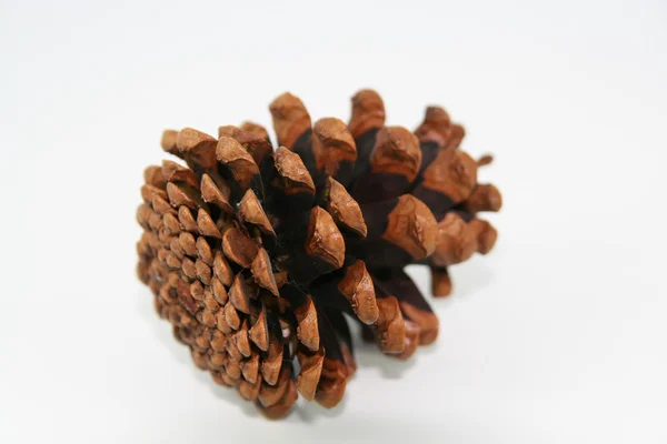 Pinecone Ordförande — Stockfoto