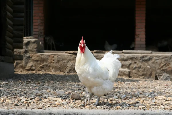 Rooster — Stock Photo, Image