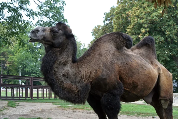 Camel — Stock Photo, Image